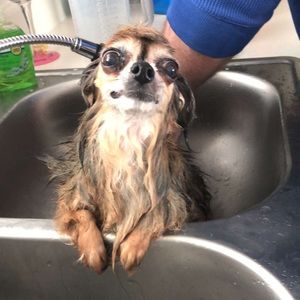 Meet your Posher, Elise